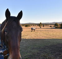 Clydesdale Cottage on Talga with real Clydesdale Horses - Dalby Accommodation