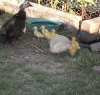 Corella Creek Country Farm Stay - Dalby Accommodation