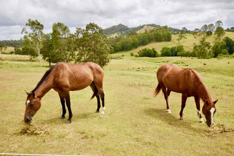 Country Breeze Farm Stay - Dalby Accommodation 1