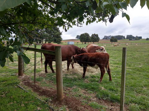 Cradle At Casa Blanca Country Retreat - Dalby Accommodation 3