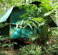 Daintree Crocodylus - Dalby Accommodation