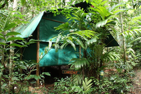 Daintree Crocodylus - Dalby Accommodation 0