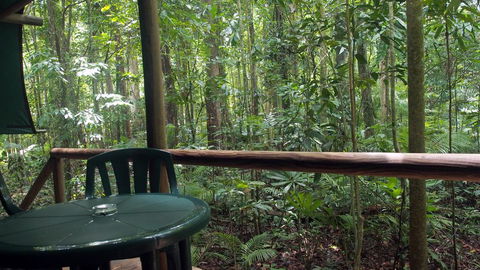 Daintree Crocodylus - Dalby Accommodation 2