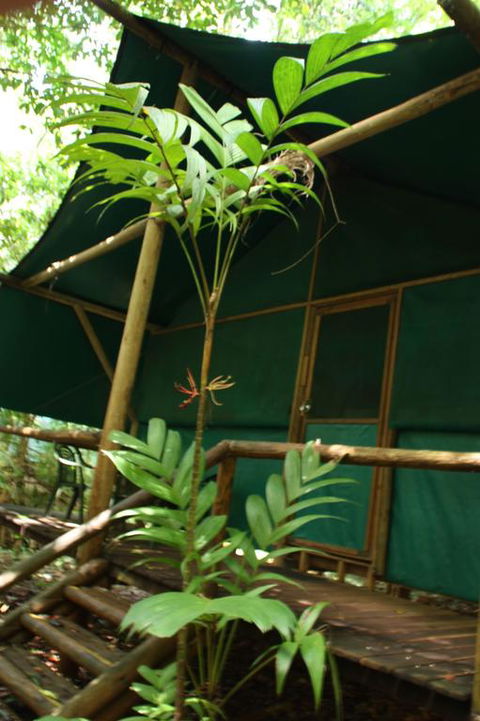 Daintree Crocodylus - Dalby Accommodation 3