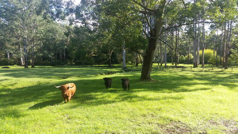 Dingley Dell - Dalby Accommodation 3