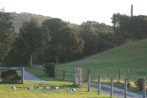 Driftwood Villas - Dalby Accommodation 1