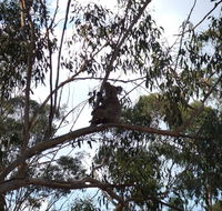 Escape to the Country - Enjoy the firepit or explore magical Bunya Mountains - Dalby Accommodation