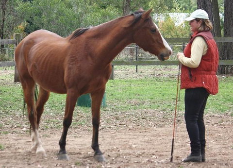 Fullcircle Farm - Dalby Accommodation 2