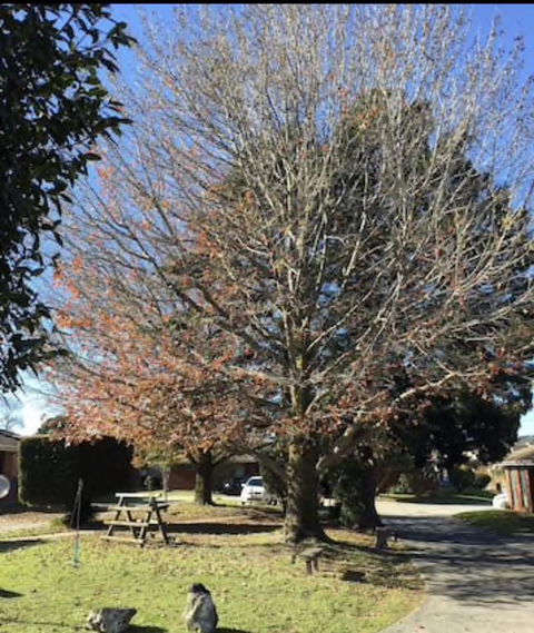 Golden House - Dalby Accommodation 3