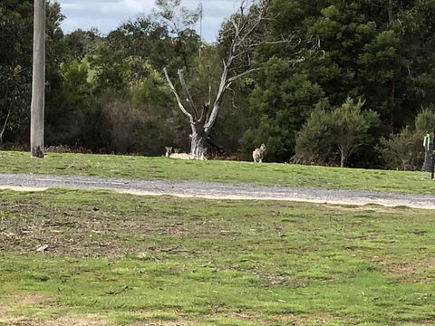 Grampians Old Man Emu Stay - Dalby Accommodation 3
