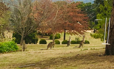 Highfield Cottage - Dalby Accommodation 2