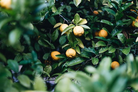 Lemon Tree Cottage - Bendeela - Dalby Accommodation 1