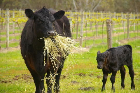 Naimanya Cottage - Dalby Accommodation 0