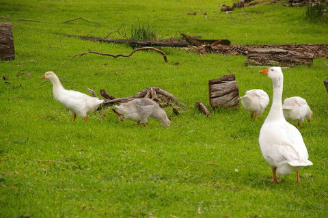 Naimanya Cottage - Dalby Accommodation 3