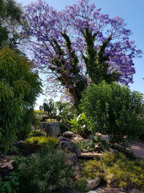 Jacaranda Hideaway Bed & Breakfast - Dalby Accommodation 10