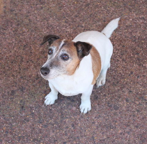 Jacaranda Hideaway Bed & Breakfast - Dalby Accommodation 13