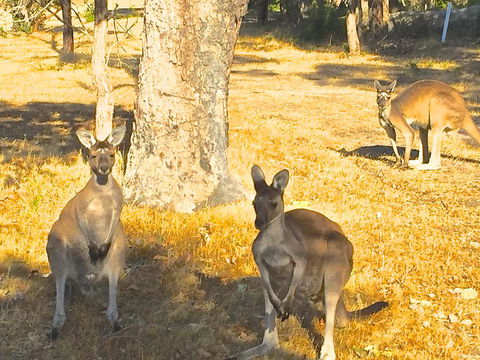 Sandpiper Retreat - Dalby Accommodation 37