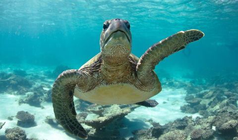 Peoples Park - Dalby Accommodation 31