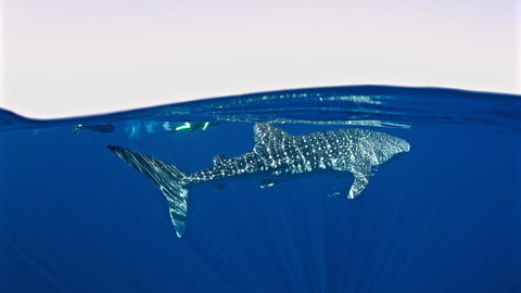 Peoples Park - Dalby Accommodation 33