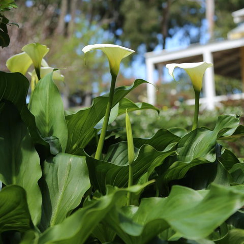 Two Sisters Chalets - Dalby Accommodation 32