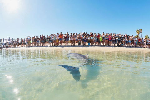 RAC Monkey Mia Dolphin Resort - Dalby Accommodation 3