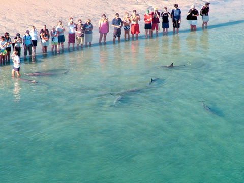 RAC Monkey Mia Dolphin Resort - Dalby Accommodation 4