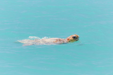 RAC Monkey Mia Dolphin Resort - Dalby Accommodation 20