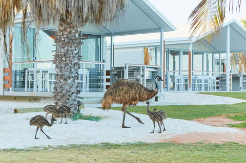 RAC Monkey Mia Dolphin Resort - Dalby Accommodation 15