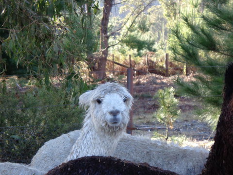 Post House Cottage - Dalby Accommodation 21