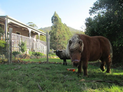 Post House Cottage - Dalby Accommodation 3