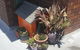 Orange Grove Hotel - thumb 0