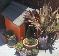 Orange Grove Hotel - Dalby Accommodation