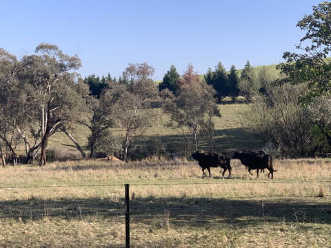OConnell Retreat BnB - Dalby Accommodation 1