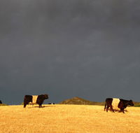 Peppertree Hill - Dalby Accommodation