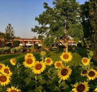 Quirindi Sunflower Motor Inn - Dalby Accommodation