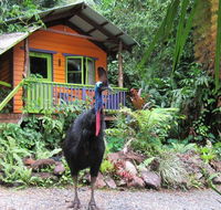 Rainforest Hideaway - Dalby Accommodation
