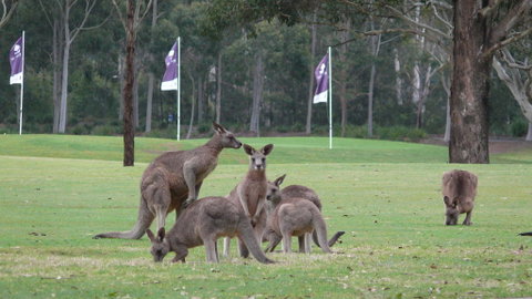 Riverside Oaks Golf Resort - Dalby Accommodation 3