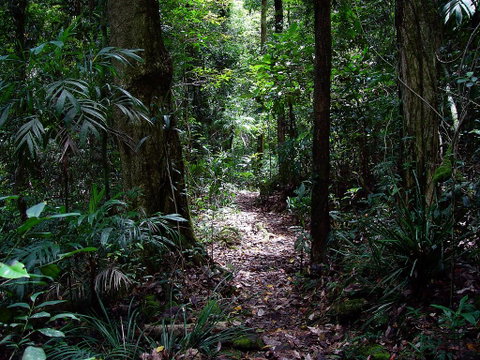 Springbrook Lyrebird Retreat - Dalby Accommodation 0