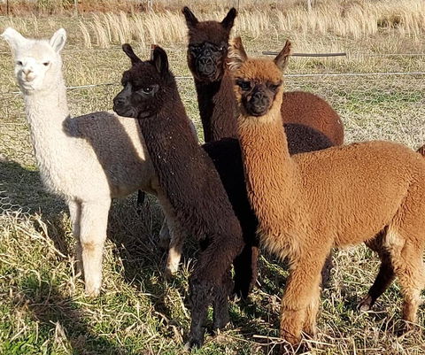 Straw House B And B - Dalby Accommodation 1