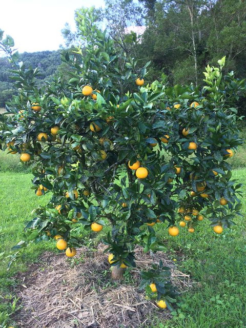 Terania Creek Farmstay - Dalby Accommodation 2