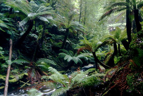 Corinna Wilderness Village - Dalby Accommodation 41