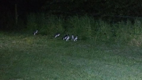 Diamond Island Resort - Dalby Accommodation 22