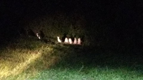 Diamond Island Resort - Dalby Accommodation 23