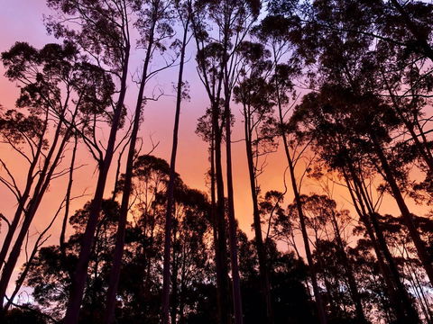 Lemonthyme Wilderness Retreat - Dalby Accommodation 8