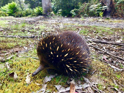 Lemonthyme Wilderness Retreat - Dalby Accommodation 13