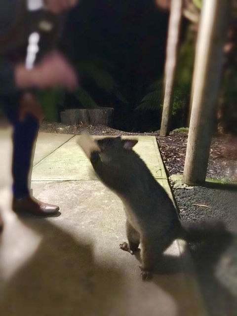 Lemonthyme Wilderness Retreat - Dalby Accommodation 35