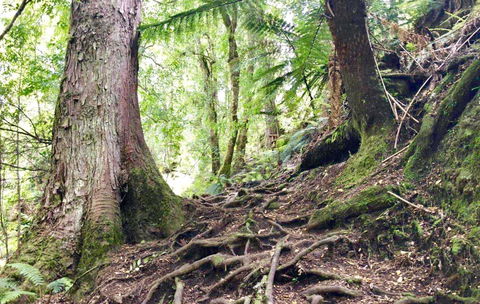 Lemonthyme Wilderness Retreat - Dalby Accommodation 23