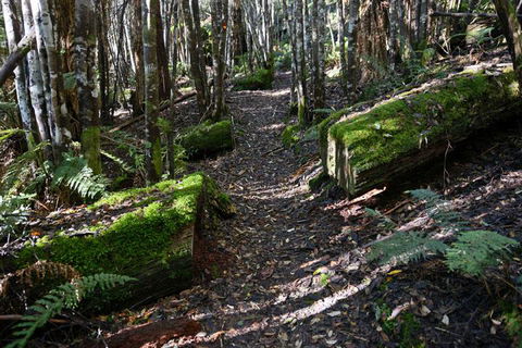 Lemonthyme Wilderness Retreat - Dalby Accommodation 22