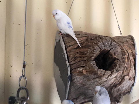 Blue Wren Bungalow - Dalby Accommodation 12