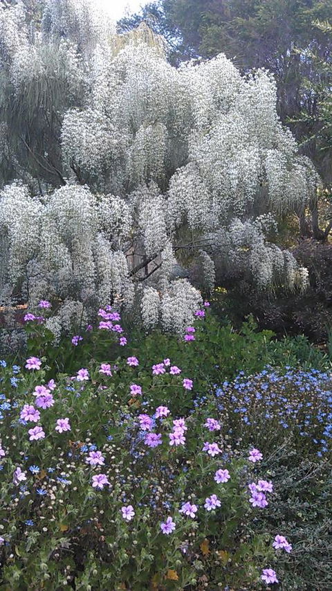 Beezneez B&B - Dalby Accommodation 15